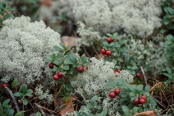 Reindeer lichen and lingonberries