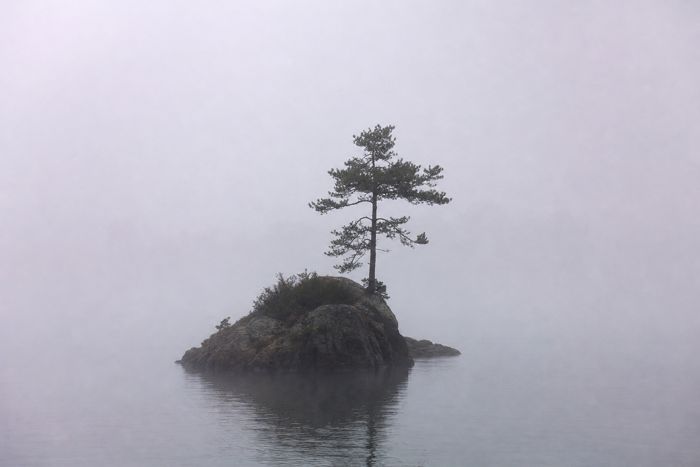 Lone pine on a rocky islet in fog